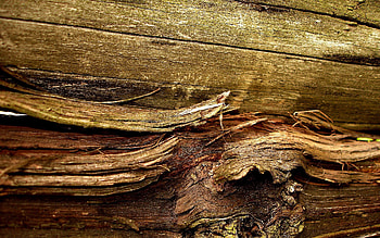 Macro, Wood, Wooden, Surface, Old, Bark HD wallpaper