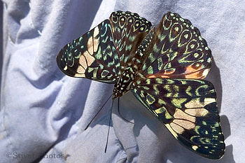 Spot_Pororo, beautiful, butterfly, spot-pororo HD wallpaper