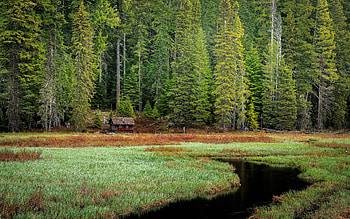 deep in the forest, river, fun, cool, nature, forest HD wallpaper