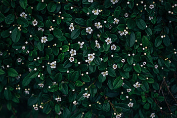 Flowers, Leaves, Plant, Bloom, Flowering HD wallpaper