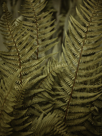 Leaves, Bush, Macro, Fern HD phone wallpaper