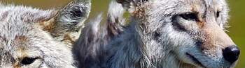 Brother Wolves, Animals, Wolves, Dogs, , Brother HD wallpaper