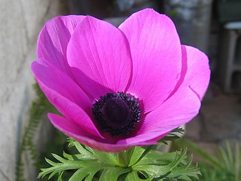 Anemone in Full Bloom, purple, leaves, petals, flower HD wallpaper