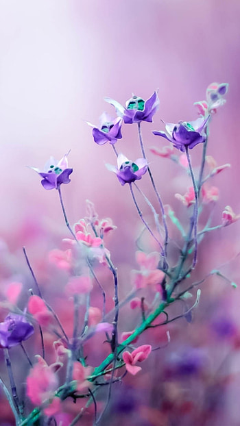 Flower, Purple Background HD phone wallpaper