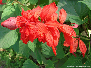 RED SALVIA, plant, salvia, red, flower HD wallpaper