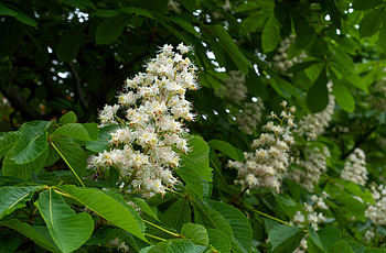 Chestnut tree, Nature, Tree bark, Leaves HD wallpaper