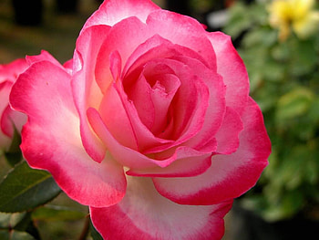 ROSE, PETALS, LEAVES, COLORS, STEM HD wallpaper