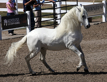 White Beauty Spaniard, spanish, andalusian, horses, white, iberian HD wallpaper