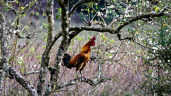 Rooster, animal, chicken, bird HD wallpaper