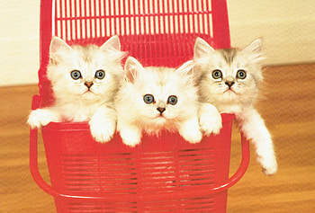3-Kittens-in-a-red-basket, Basket, Cats, Cute, Kittens HD wallpaper