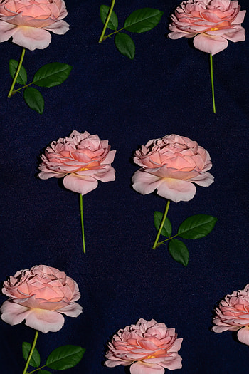 Flowers, Rose Flower, Rose, Bloom, Flowering, Cloth HD phone wallpaper