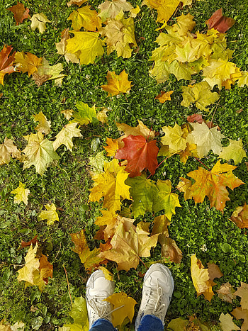 Grass, Autumn, Leaves, Miscellanea, Miscellaneous, Legs, Sneakers, Maple HD phone wallpaper