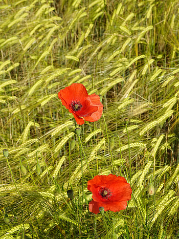 Plants, Flowers, Poppies, Cones, Spikelets HD phone wallpaper