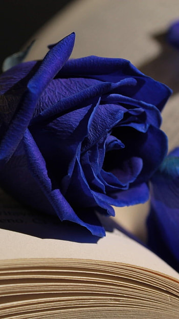 Blue Rose, Royal Blue, Aesthetic Background, aesthetic, background HD phone wallpaper