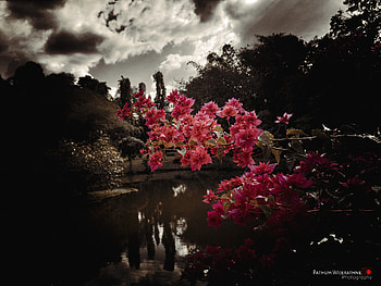Bougainvillea Pera, cloud, sky, flowers, peradeniya HD wallpaper