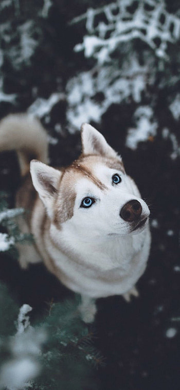 Siberian Husky in , , Striking ry, High-resolution display HD phone wallpaper