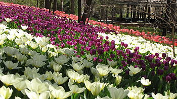 Nature, Flowers, Tulips, Field HD wallpaper