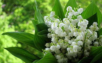 Lily of the Valley , Nature beauty, Valley of Fire, Flower HD wallpaper