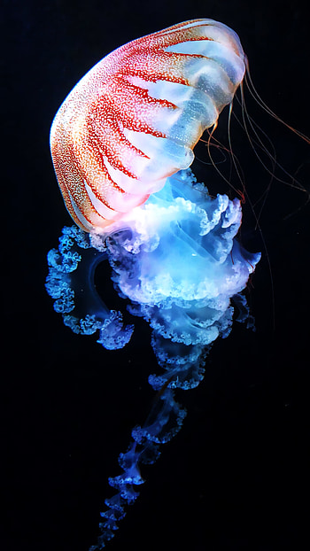 Jellyfish , Best quality, , Mesmerizing backgrounds HD phone wallpaper
