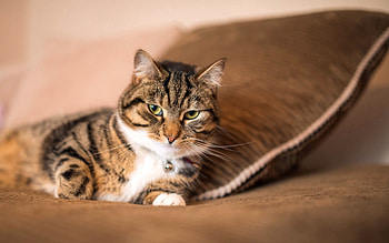 Animals, Cat, Sight, Opinion, Mustache, Moustache HD wallpaper