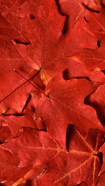 red maple leaf 6 plus HD phone wallpaper