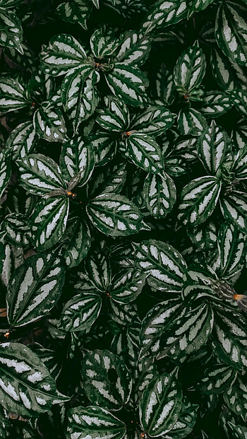 Leaves, Plant, Macro, Pilea, Plea HD phone wallpaper