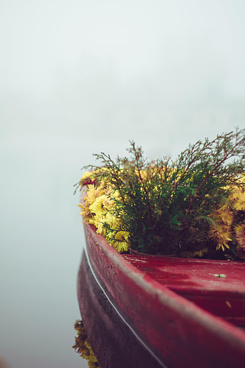 Flowers, Fog, Minimalism, Boat, Tenderness HD phone wallpaper