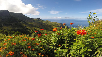 Ilha das Flores, Portugal, blossoms, sea, island, hills, plants, landscape, trees HD wallpaper