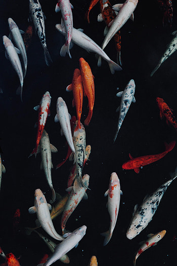 Animals, Fishes, Swimming, Multicolored, Motley, Underwater World HD phone wallpaper
