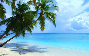 Beach, palm tree, Summer, Sunset, Paradise, Sea, Fantastic HD wallpaper