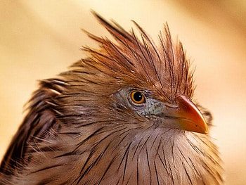 Bird-Portrait, cool, bird, , portrait HD wallpaper