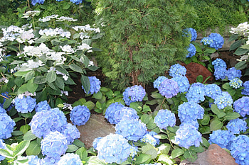 A Flower cannot blossom without Sunshine 25, blue, hydrangeas, graphy, green, Flowers, garden HD wallpaper