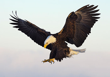 Bald Eagle, Morning light, Sun's first rays, Symbolic animal HD wallpaper