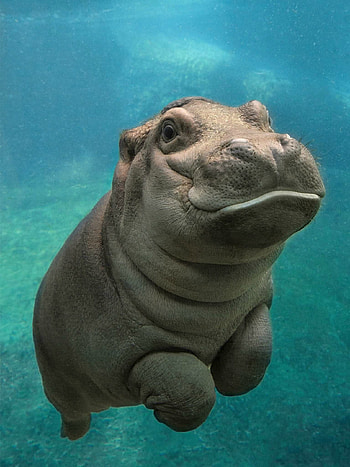 San Diego, Zoos, Cute animals, Funny animals HD phone wallpaper