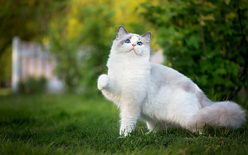 Ragdoll cats, Beautiful blue eyes, Soft and cuddly, Majestic presence HD wallpaper