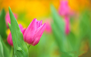 Flowers, Tulips, Flower, Close-Up, Greens HD wallpaper