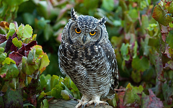 Animals, Grass, Leaves, Owl, Bird, Predator HD wallpaper