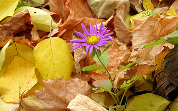 Plants, Flowers HD wallpaper