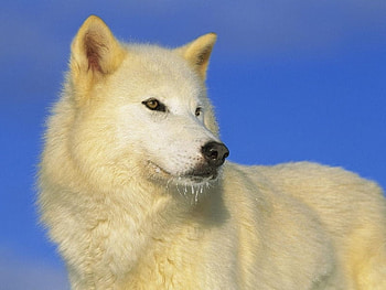 white wolf, nature, animals HD wallpaper