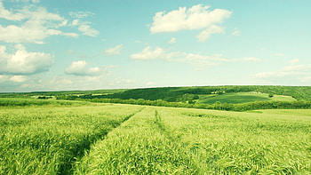 farm , Countryside beauty HD wallpaper