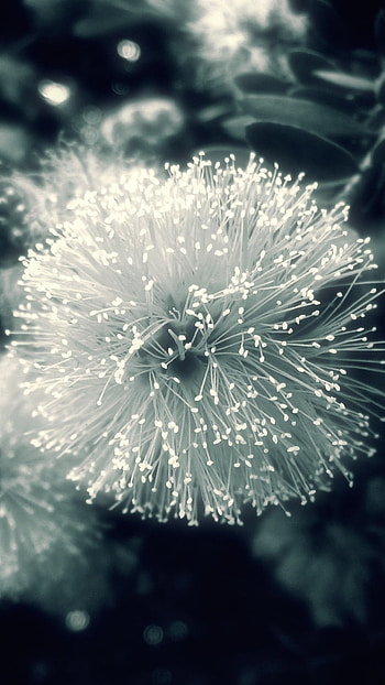 Black Flowers, Black And White HD phone wallpaper