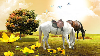 Saddled Up and Ready to Ride, birds, graze, saddles, fall, grass, equestrian, tree, horses, field, autumn, flowers, ride, pasture HD wallpaper