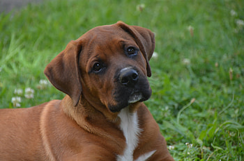 Animals, Lies, Dog, Muzzle, Sight, Opinion, Puppy HD wallpaper