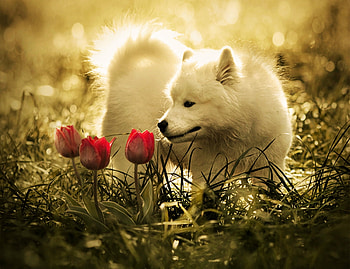 Keep Calm and Love Nature, dog, beautiful, , tulips, smelling HD wallpaper