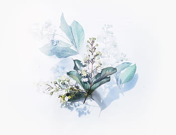 Artistic arrangement of delicate white flowers and green leaves on a gentle blue background. HD wallpaper