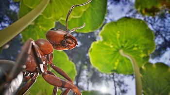 Empire of the Ants : Majestic Ant, video game, Empire of the Ants, ant HD wallpaper