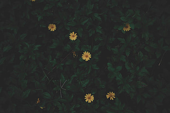 Flowers, Leaves, Plant, Dark HD wallpaper