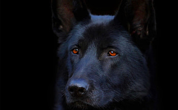 Black Magic, dog, magic, black, awesome, cool HD wallpaper