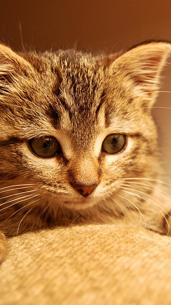 Nice kitten , 6 Plus HD phone wallpaper