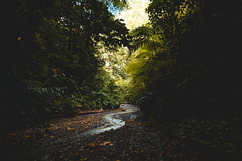 Tranquil stream winds through a lush, sunlit forest, surrounded by dense greenery and towering trees. HD wallpaper